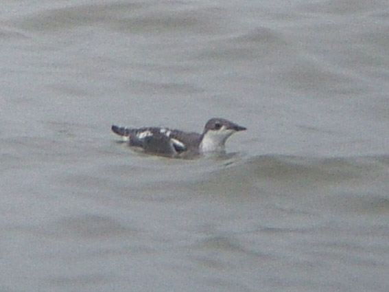 Brachyramphus perdix
