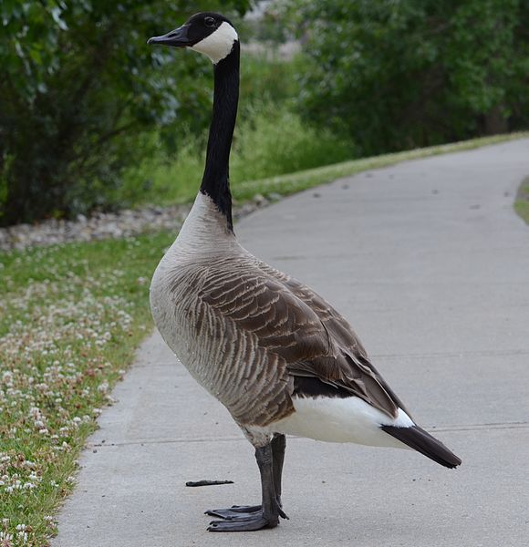 Branta canadensis