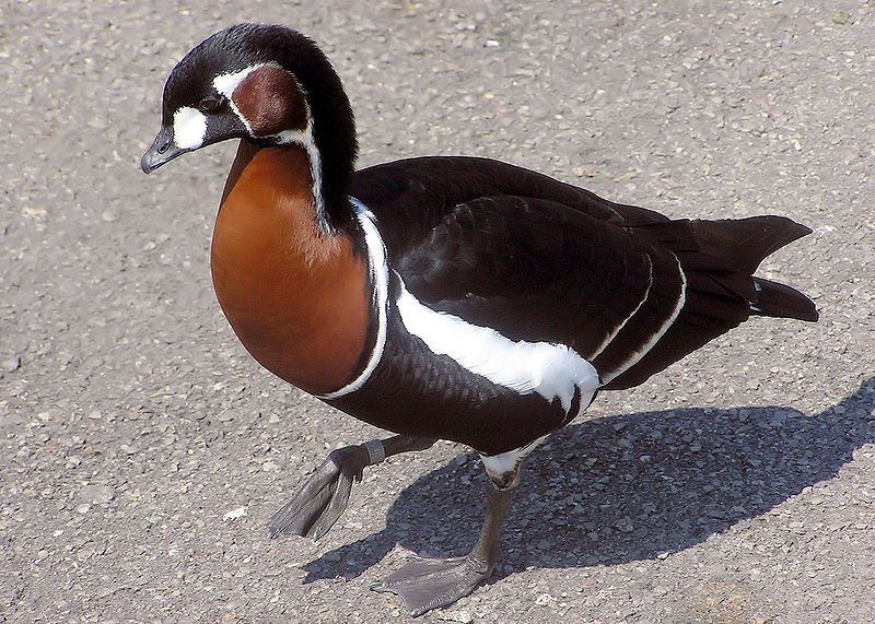 Branta ruficollis