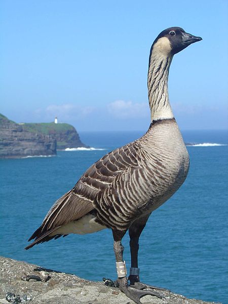 Branta sandvicensis