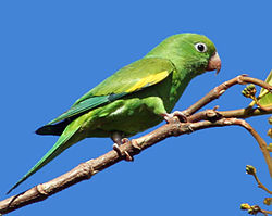Brotogeris chiriri