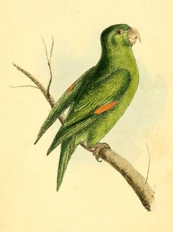 Brotogeris chrysoptera