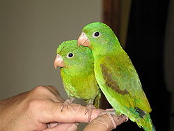 Brotogeris jugularis