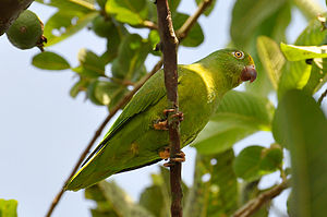 Brotogeris sanctithomae