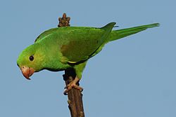 Brotogeris tirica