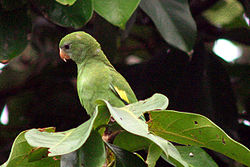 Brotogeris versicolurus