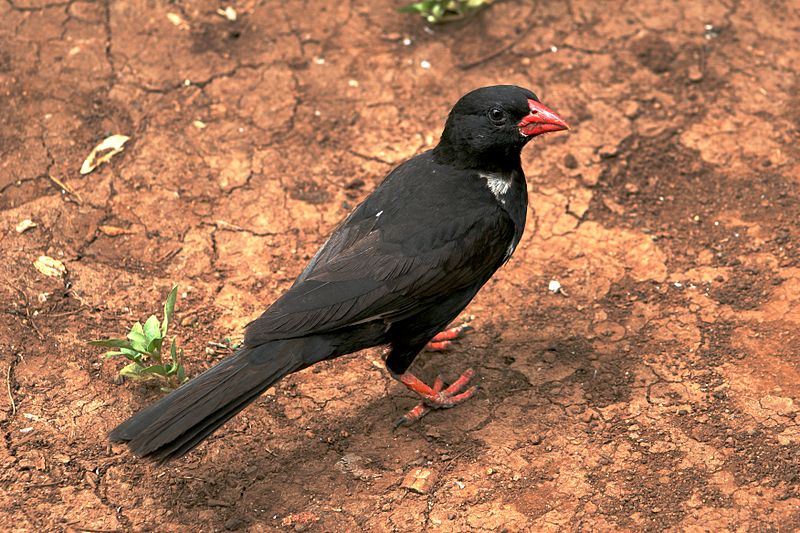 Bubalornis niger
