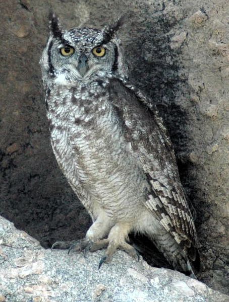 Bubo africanus