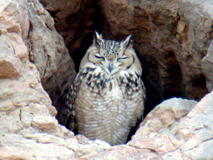 Bubo ascalaphus
