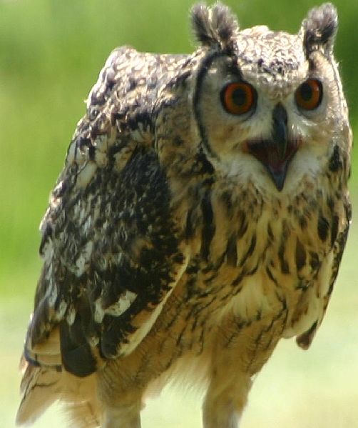 Bubo bengalensis