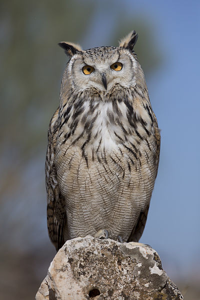 Bubo bubo