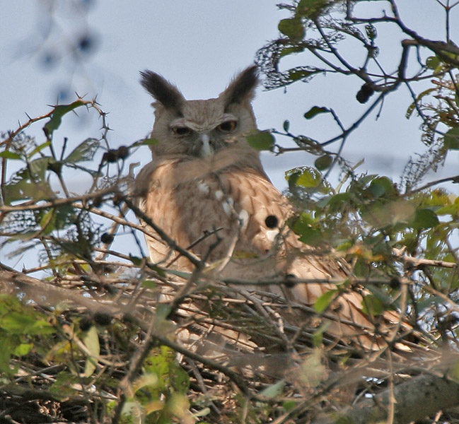 Bubo coromandus