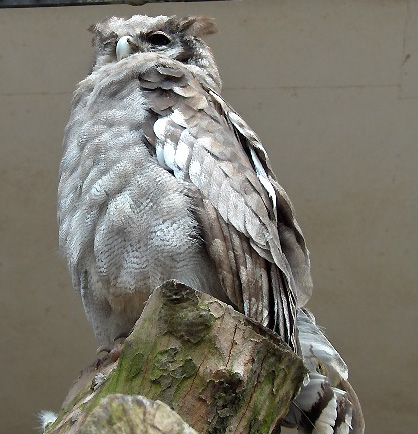 Bubo lacteus