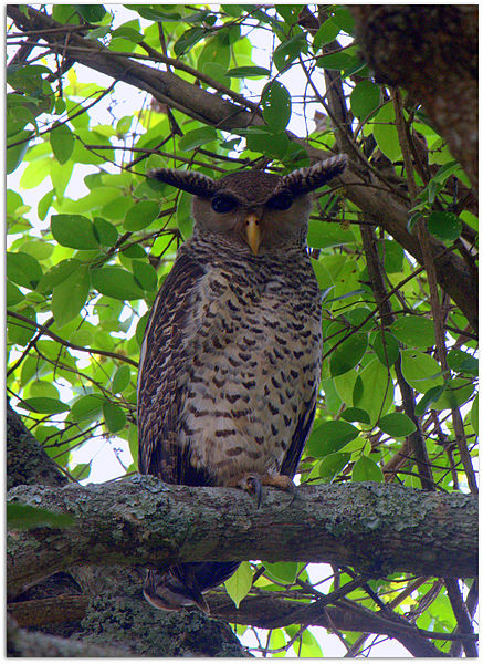 Bubo nipalensis