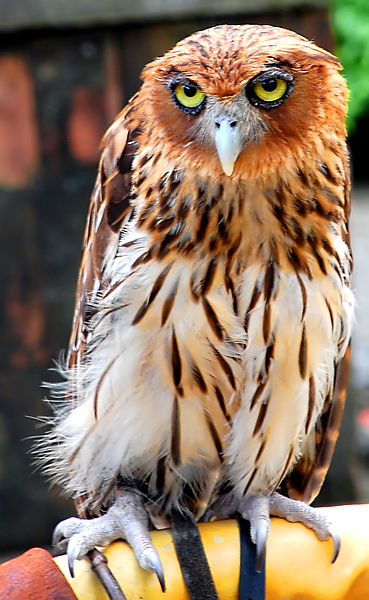 Bubo philippensis