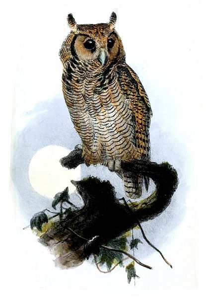 Bubo poensis