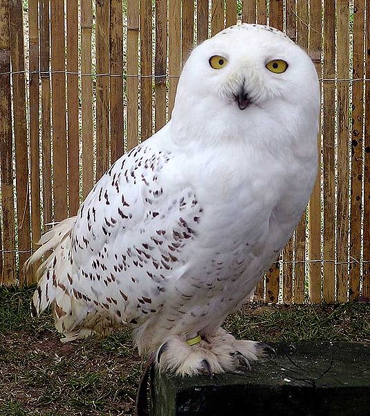 Bubo scandiacus