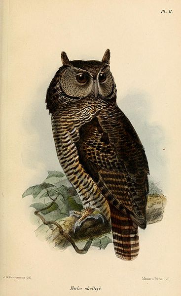 Bubo shelleyi