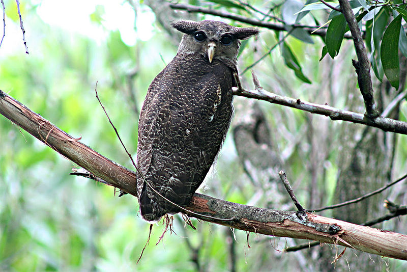 Bubo sumatranus