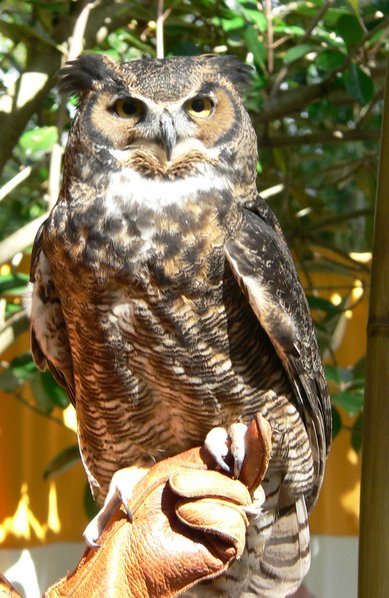 Bubo virginianus