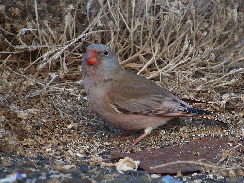 Bucanetes githagineus