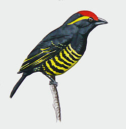 Buccanodon duchaillui
