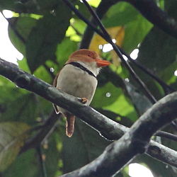 Bucco capensis