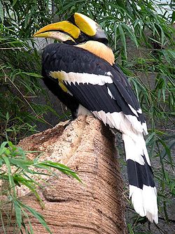 Buceros bicornis