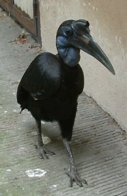 Bucorvus abyssinicus