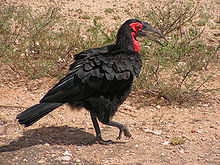Bucorvus leadbeateri