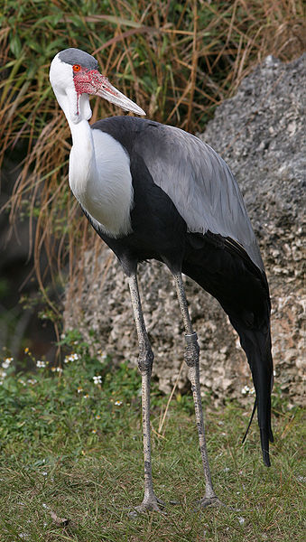 Bugeranus carunculatus