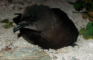 Bulweria bulwerii