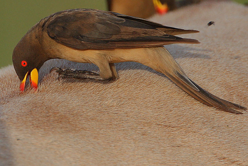 Buphagus africanus
