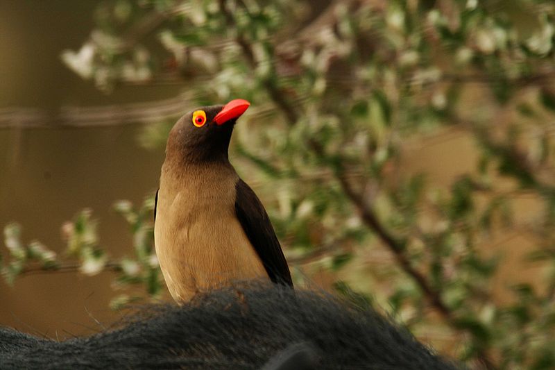 Buphagus erythrorhynchus