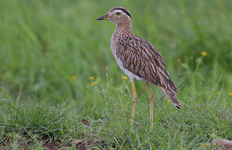 Burhinus bistriatus