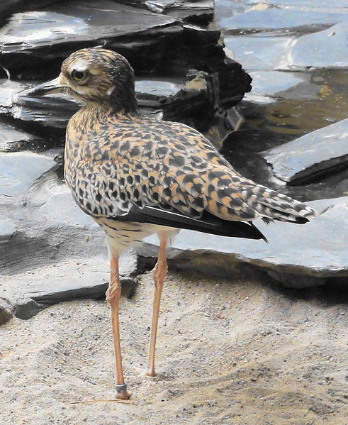 Burhinus capensis