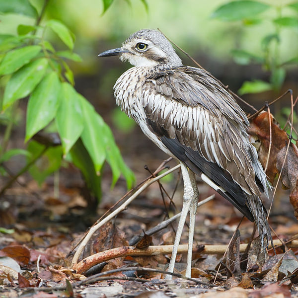 Burhinus grallarius