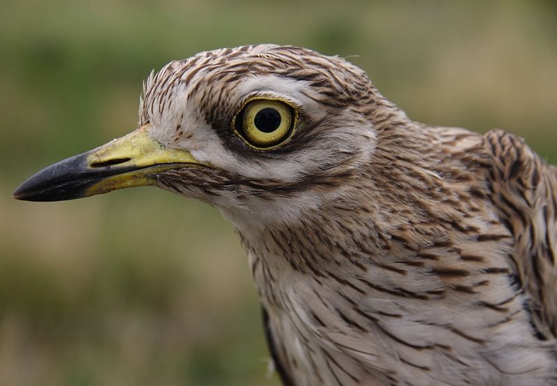 Burhinus oedicnemus