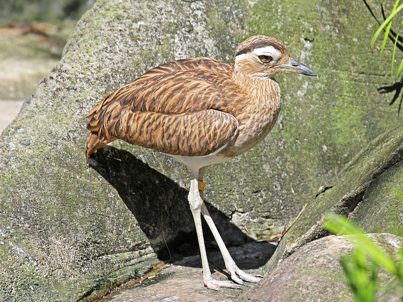 Burhinus superciliaris