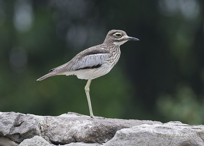 Burhinus vermiculatus