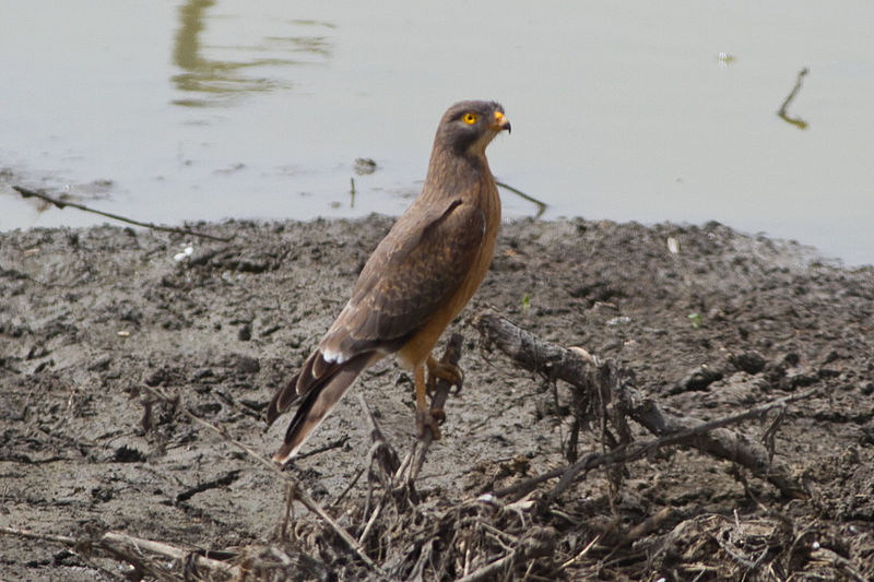 Butastur rufipennis