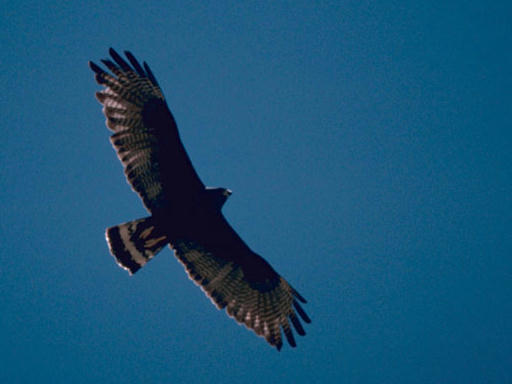Buteo albonotatus