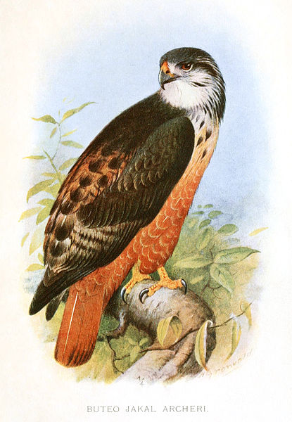 Buteo archeri