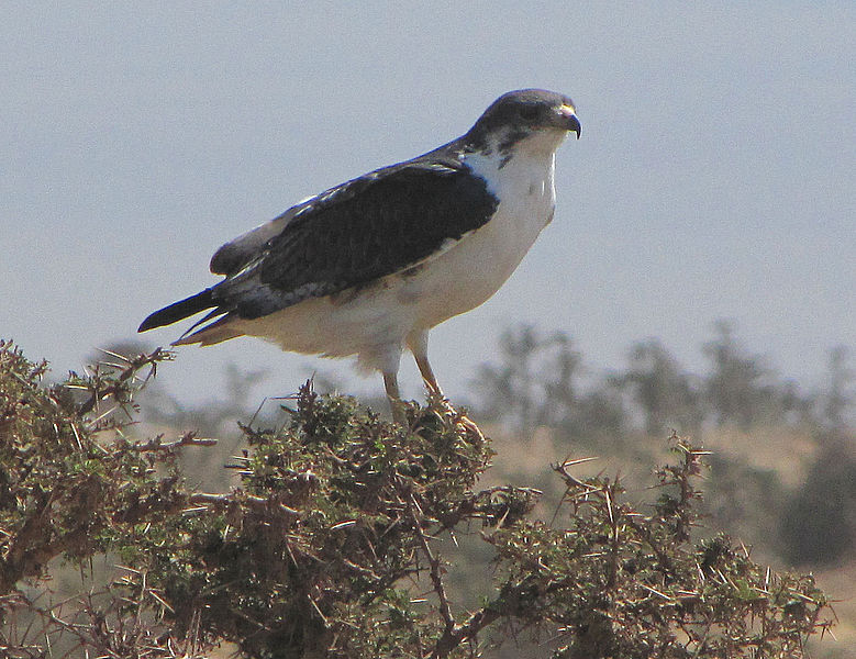 Buteo augur