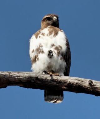 Buteo brachypterus