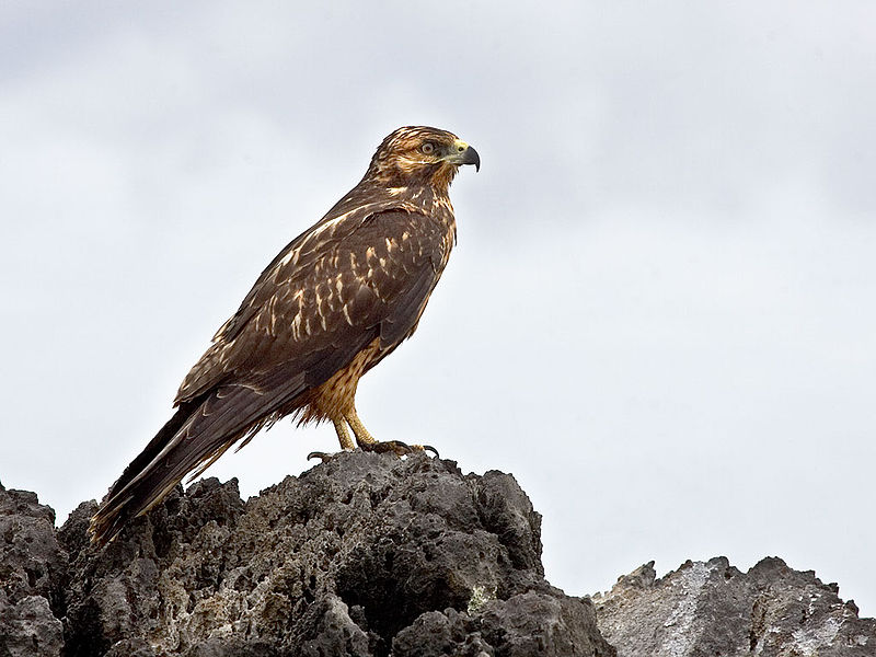 Buteo galapagoensis