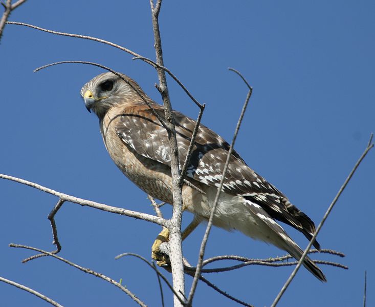 Buteo lineatus