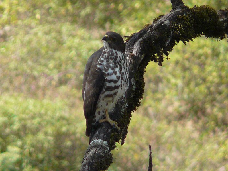 Buteo oreophilus