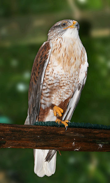 Buteo regalis