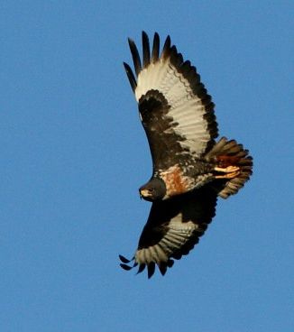 Buteo rufofuscus